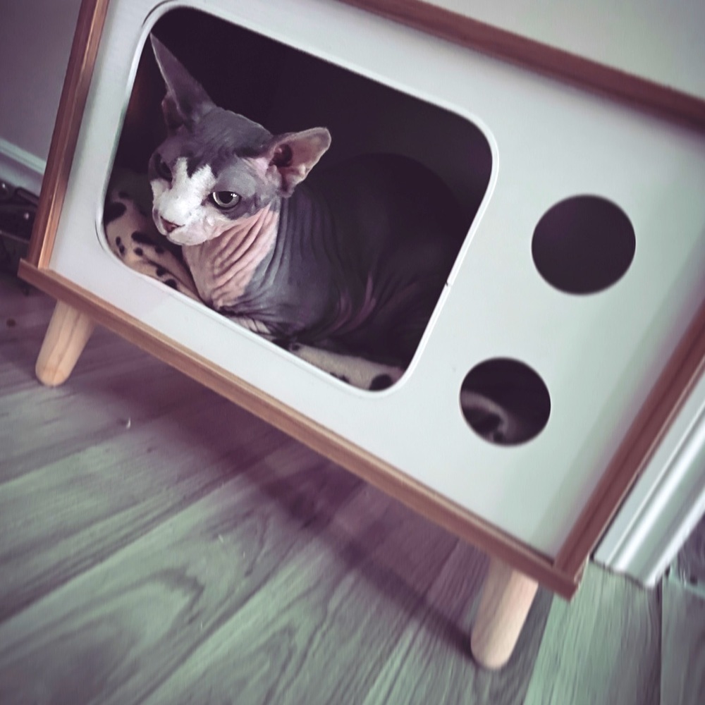 Little house for cats